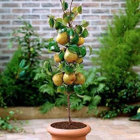 Pomi fructiferi pt spații mici