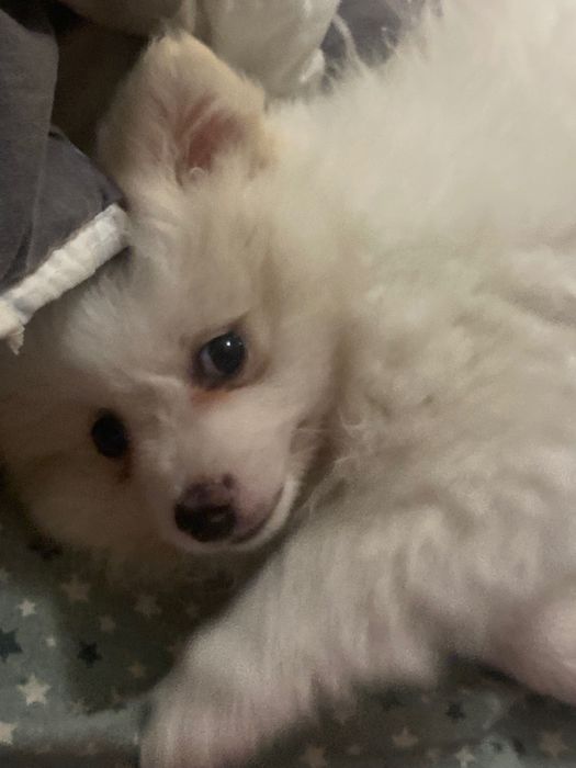 Померан на 2 месеца с първа ваксина и паспорт