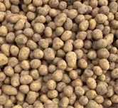 Продам семена Гала , 2 репродукция