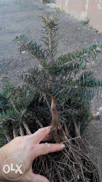 Puieti de brad normandian de 4ani-cel mai bun pret!