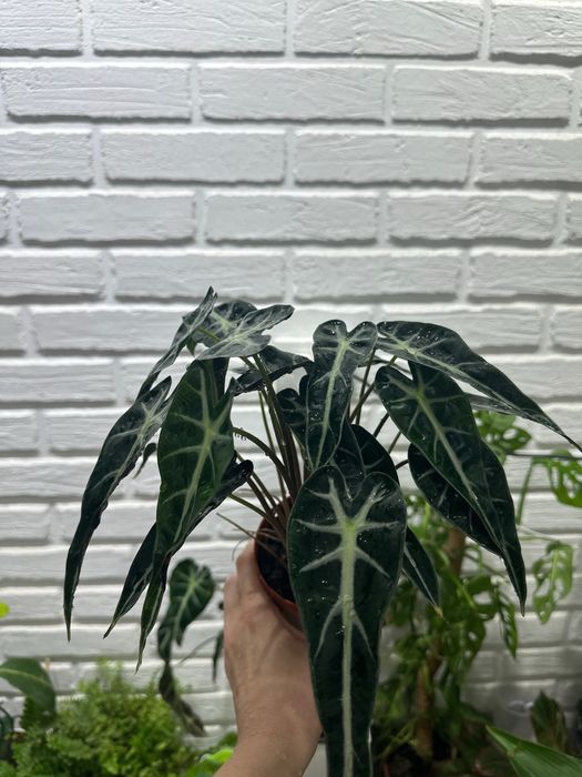 Комнатные растения доя дома и офиса.