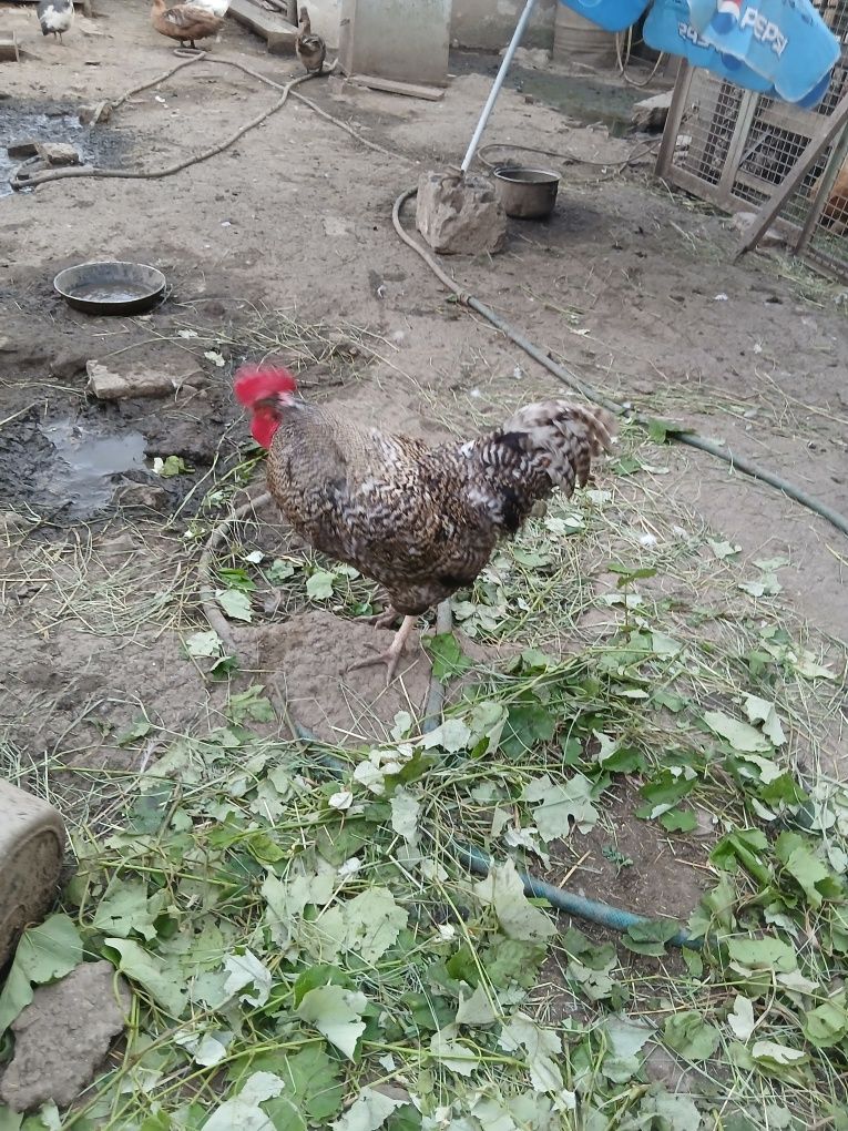 Cocoși   tineri de tara
