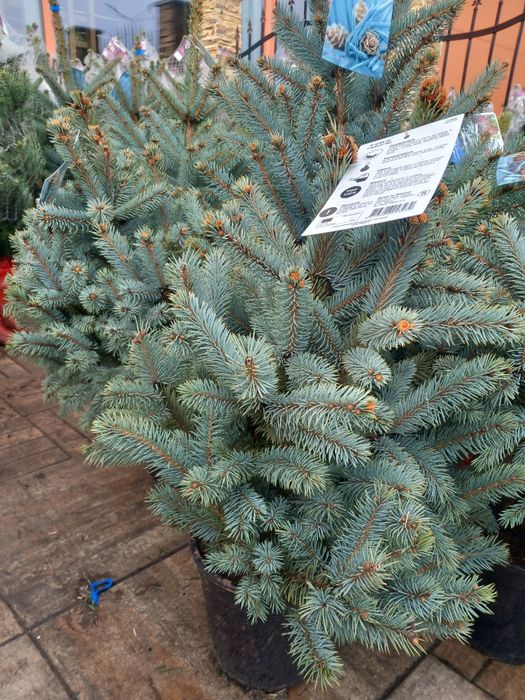 Vând puieți de brazi arginti  la ghiveci super bleu