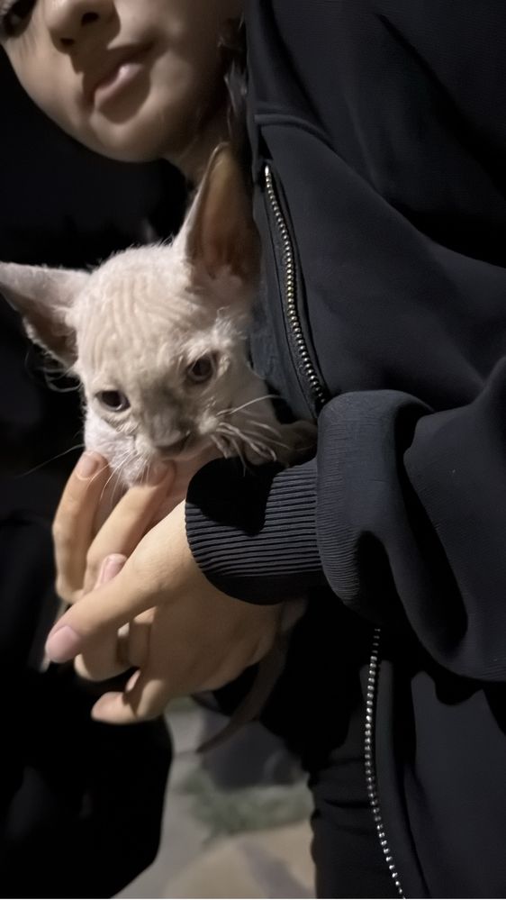 Котенок Сфинкс флоу