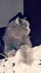 British longhair