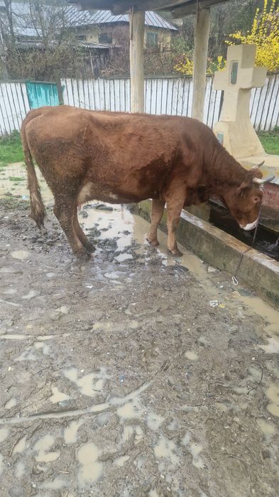 Vaca în vârstă de 6 ani și vitica de o luna