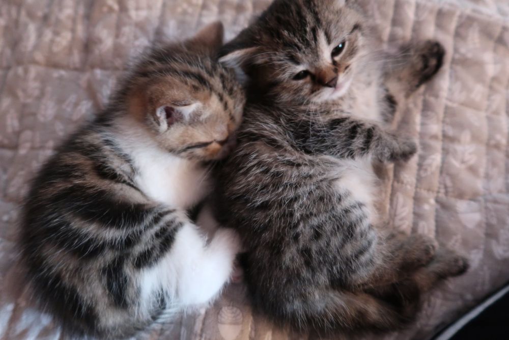 Котята британской шиншиллы