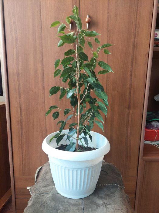 Фикус Бенджамина растение для дома или офиса