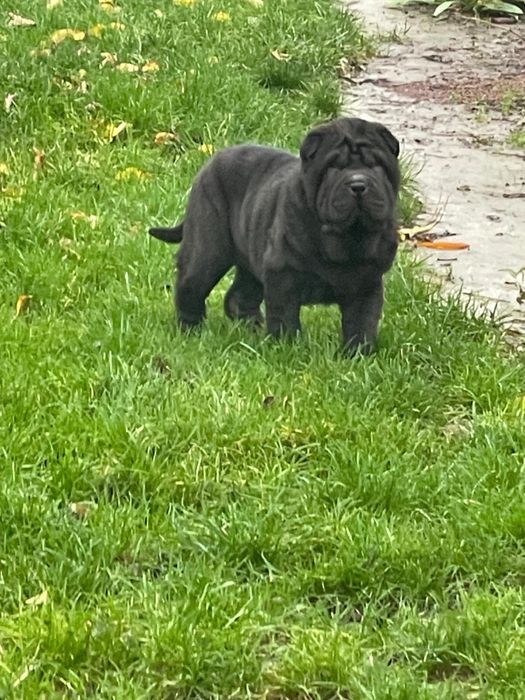 Femela din rasa Shar Pei