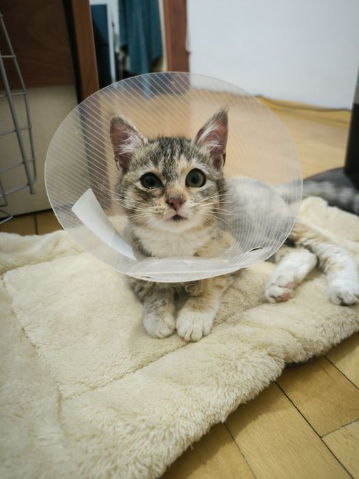 Трицветно женско коте търси дом