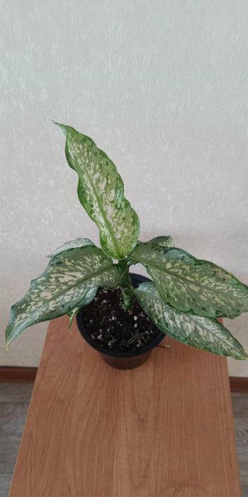 Аглаонема Ротундум, Диффегбахия Тикки