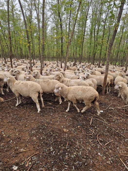 De vanzare 300 oi, 1000 lei/buc la alegere