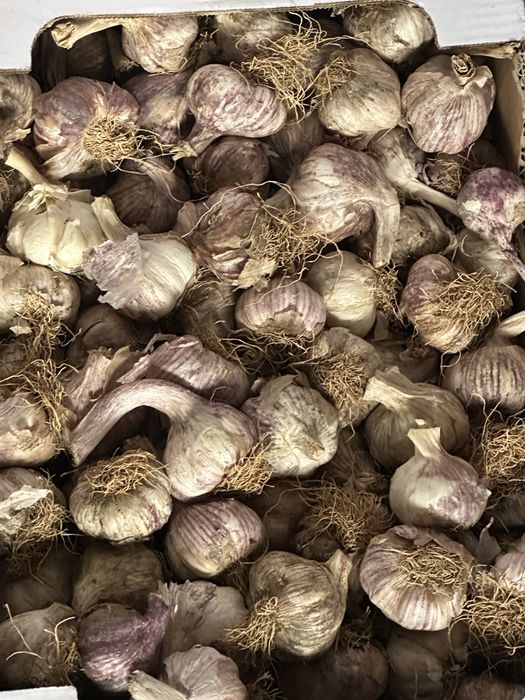 Certeficat de calitate usturoi si arpahic  pentru plantat