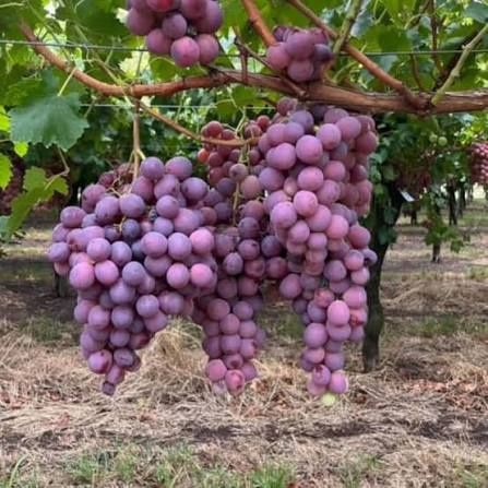 Vita de vie nobila ( Roze )