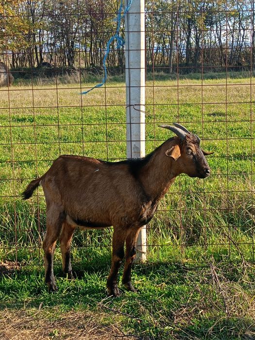 Țapi din primăvară
