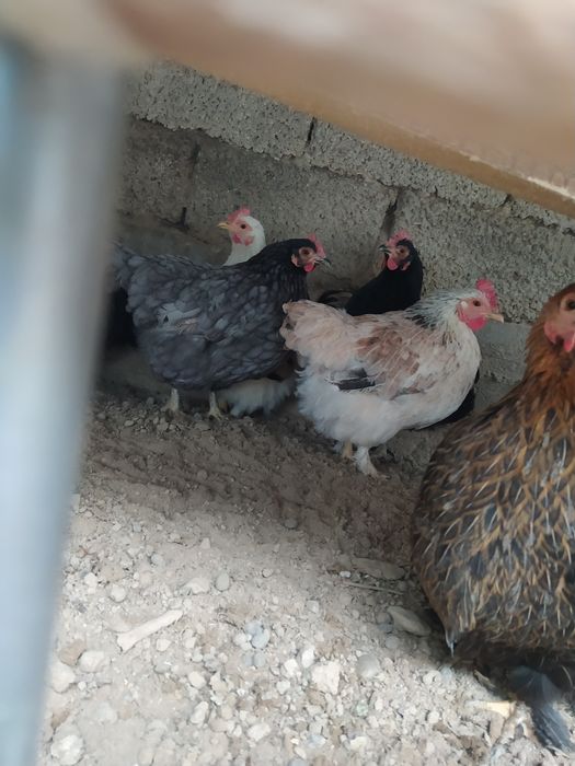 Assalomu alaykum. Yapon choynak tovuqlar bor , yapon choynak tovuqlar