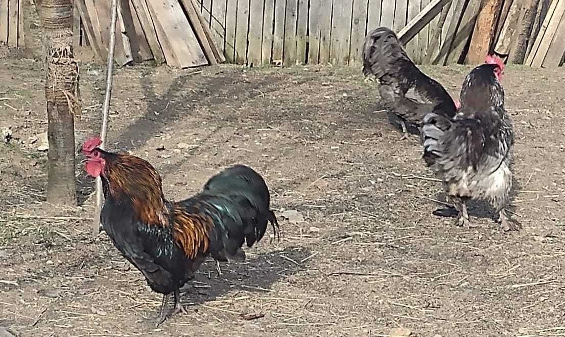 Vand cocosi Australorp