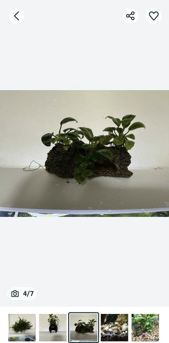 Decoruri naturale acvariu, plante,lemne ,melci, creveți, nuca de cocos