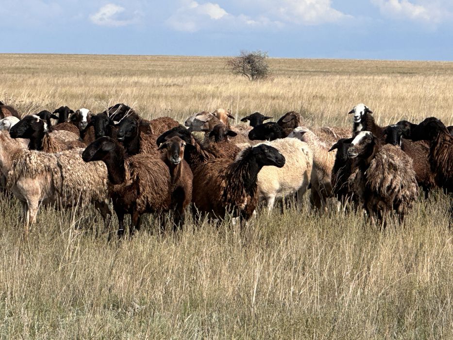Продам 650 голов баранов в круговую!