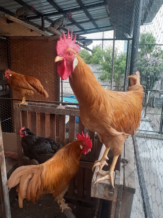 Vând cocos italian galben