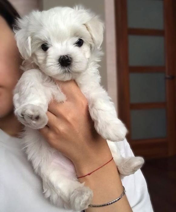 Bichon maltez mini toy