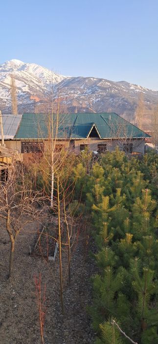 Manzalari ko'chatlar sotiladi. Narxini kelishamiz optim dona.