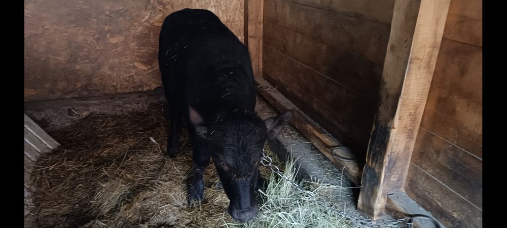 Vând vițel de bivolita