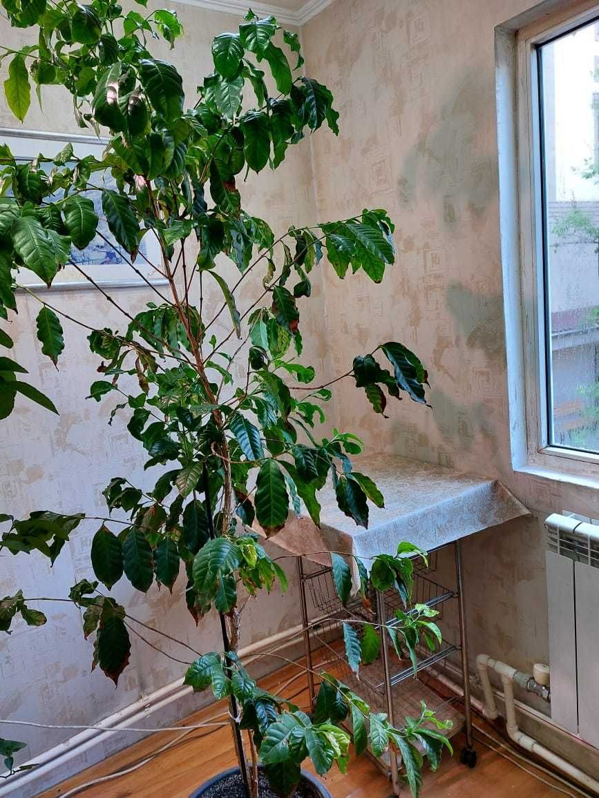 Кофейное дерево арабика, высота 1 м.85см, возраст 5 лет