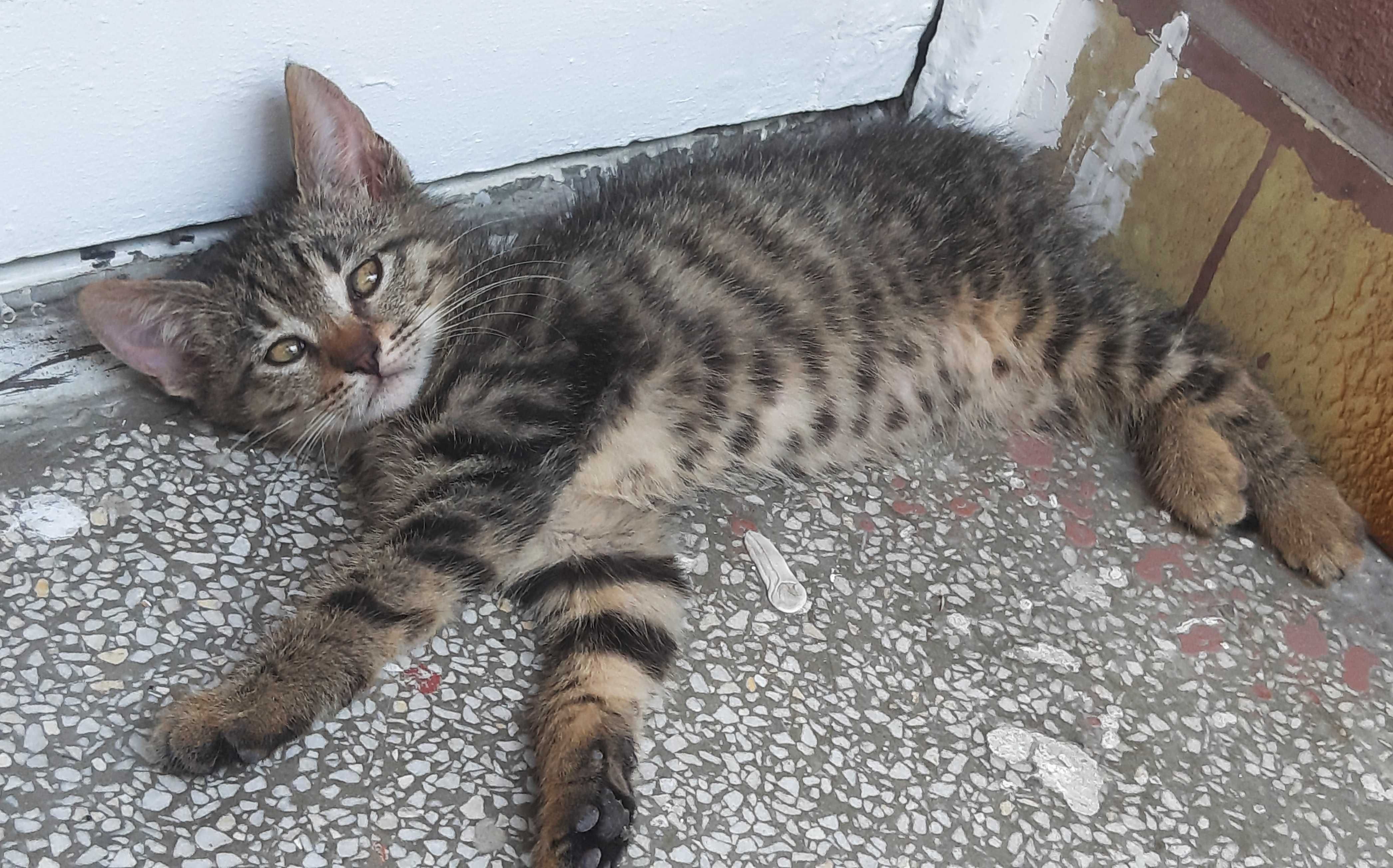 Подарявам малко мъжко котенце