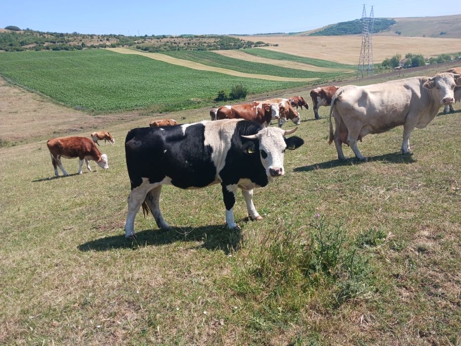 Junică de 1 an și 9 luni
