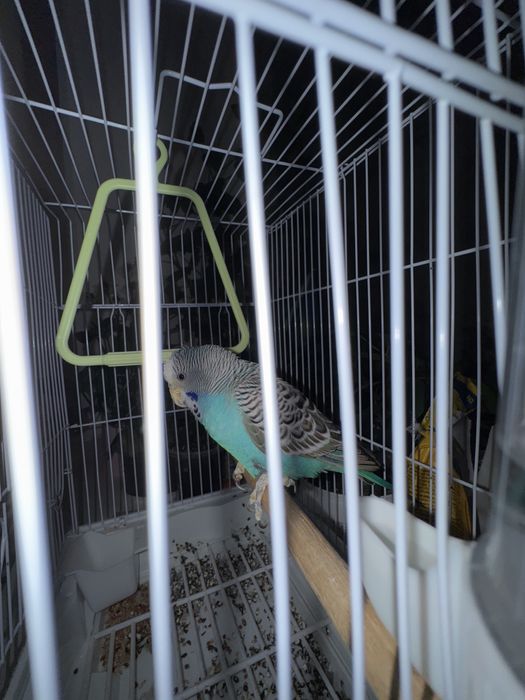 Попугай тегін бере саламын.