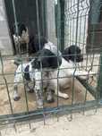 Mascul brac german