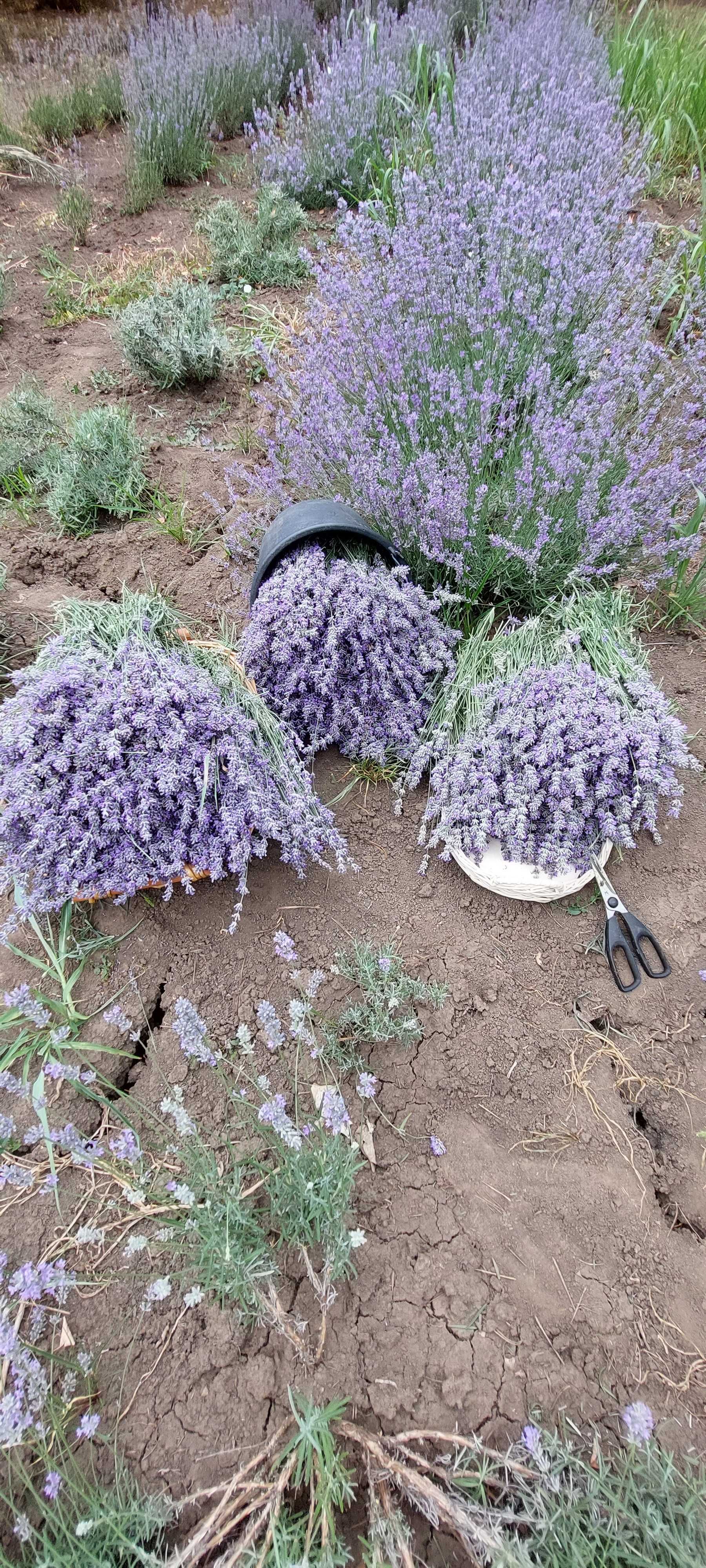 Buchete lavanda bio, cadou, marturii nunta sau botez .  5 lei