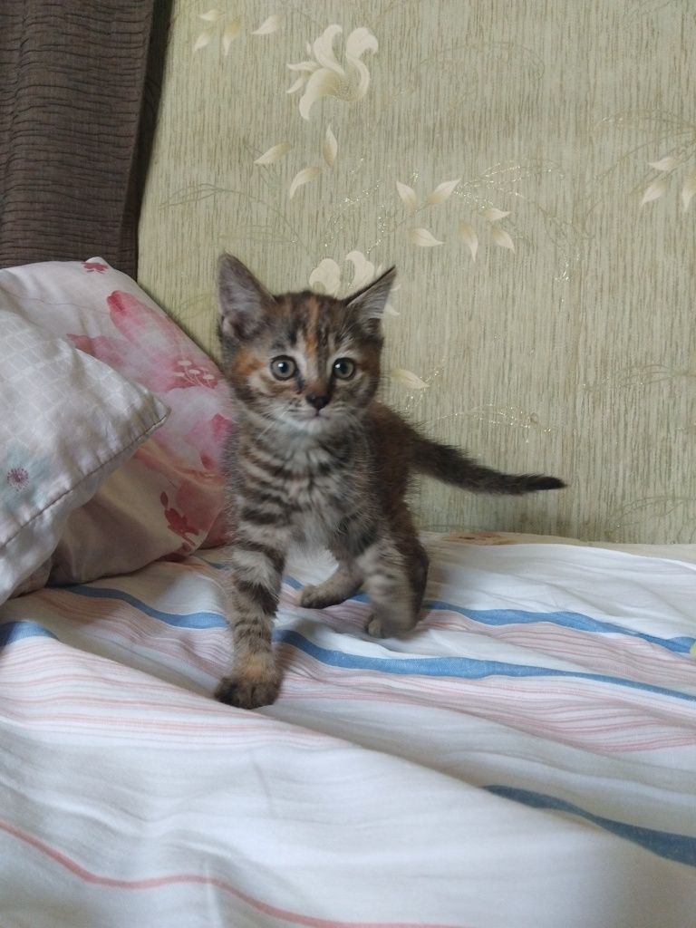 Котенок девочка, 2месяца