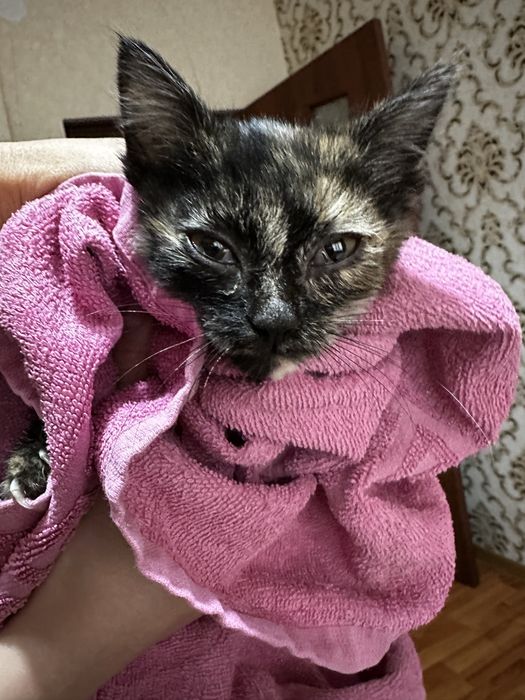 Отдам котека в добрые руки