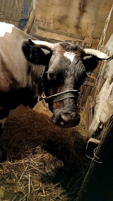 Vaca de vanzare,gestanta