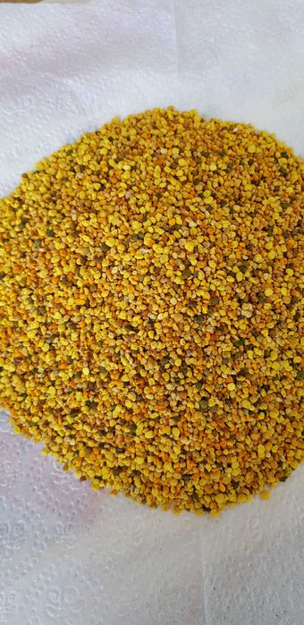 Пчелен прашец, реколта 2025 година