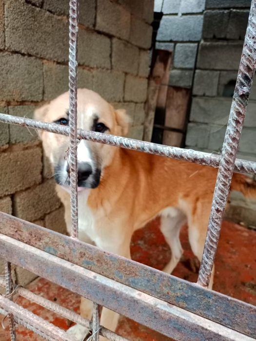 Собака 10 месяц  чуть огресивная