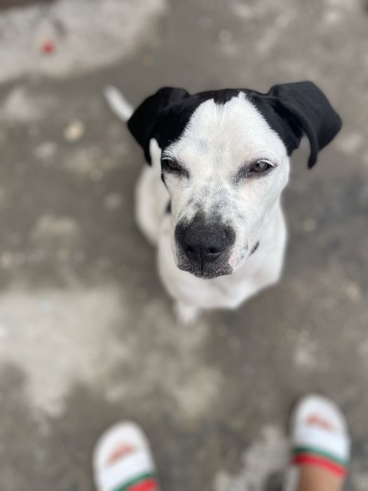 Dau spre adopție pe zeus