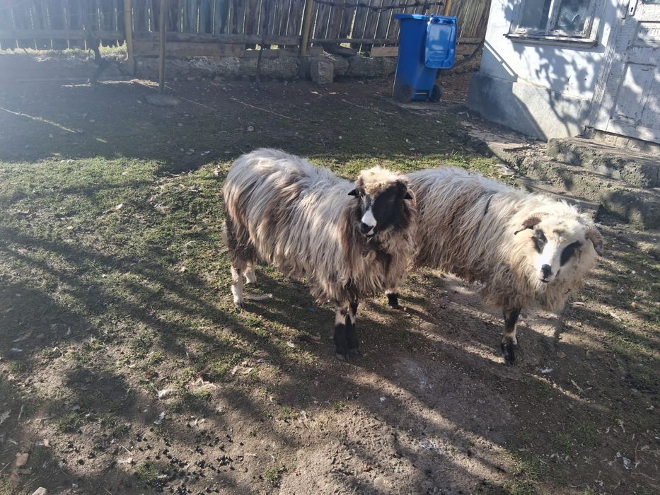 Vând doi mei de anul acesta  berbecuți