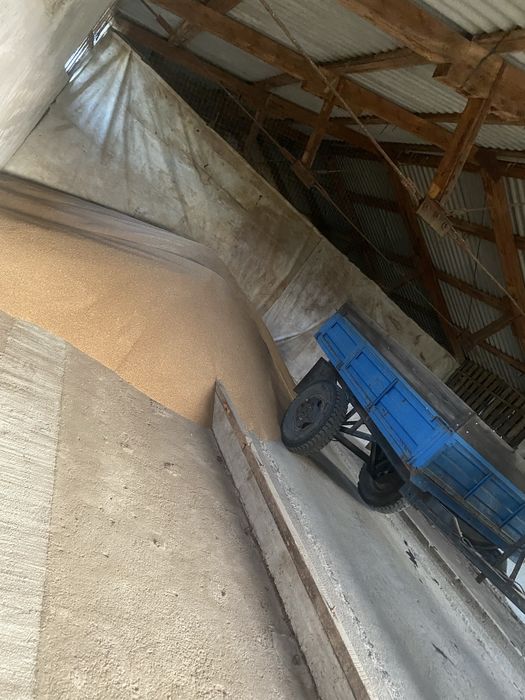 Grâu producție 2025