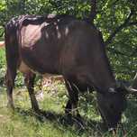 Vand animale si vitei din propria gospodarie