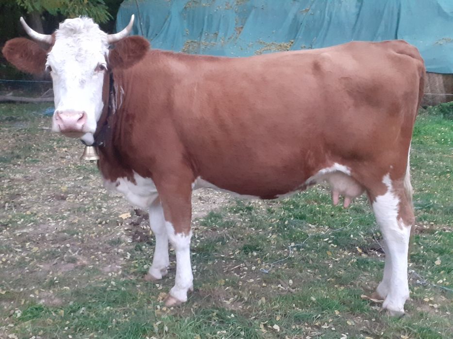 Vand vaca de cinci anii