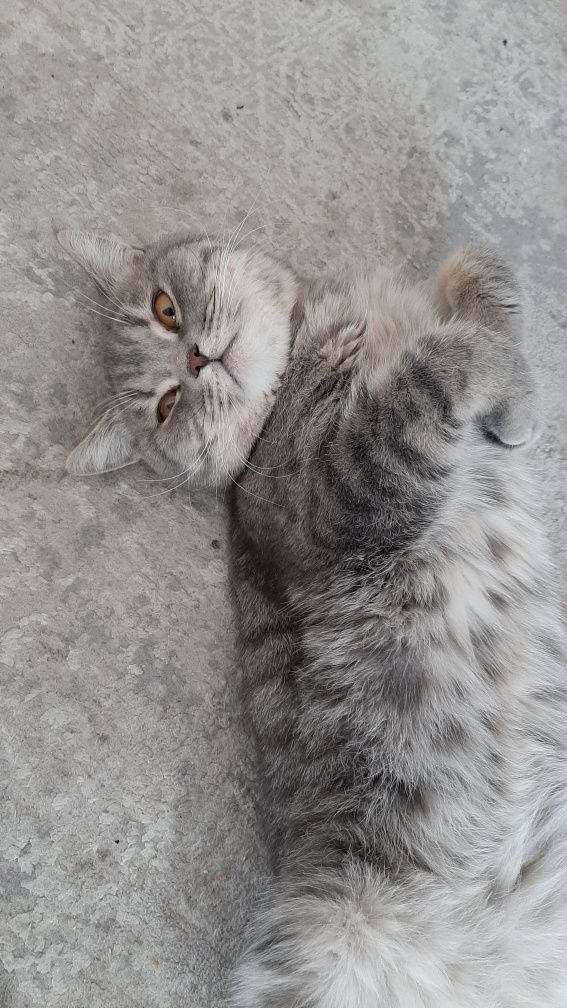 Кот британец на вязку