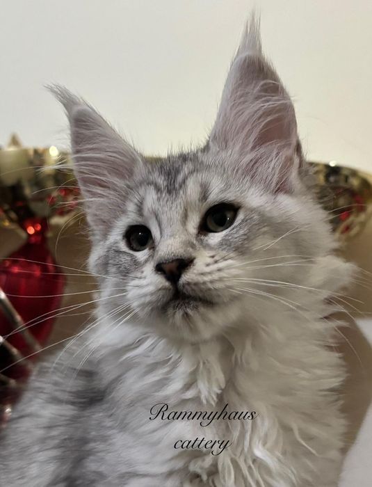 Felisa autorizata WCF, vinde pisoi cu pedigree rasa Maine coon