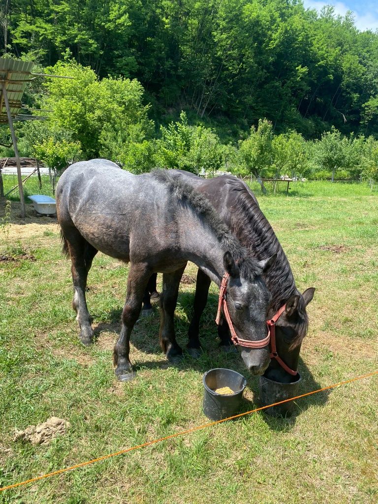 De vânzare mânz percheron
