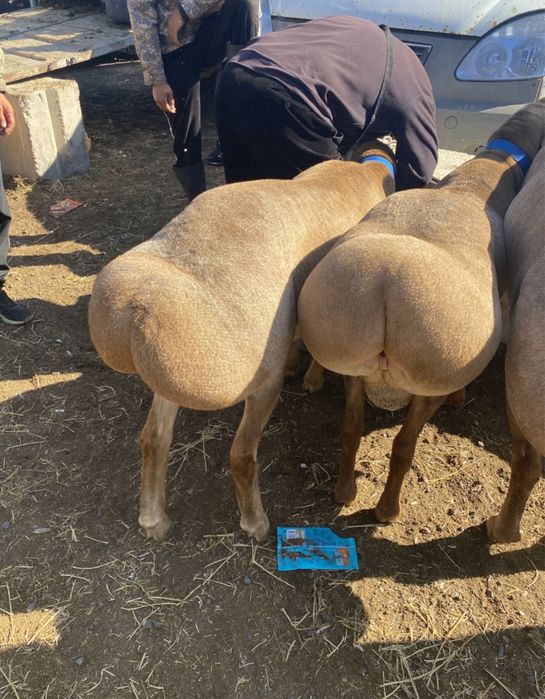 Семіз қой тоқтылар