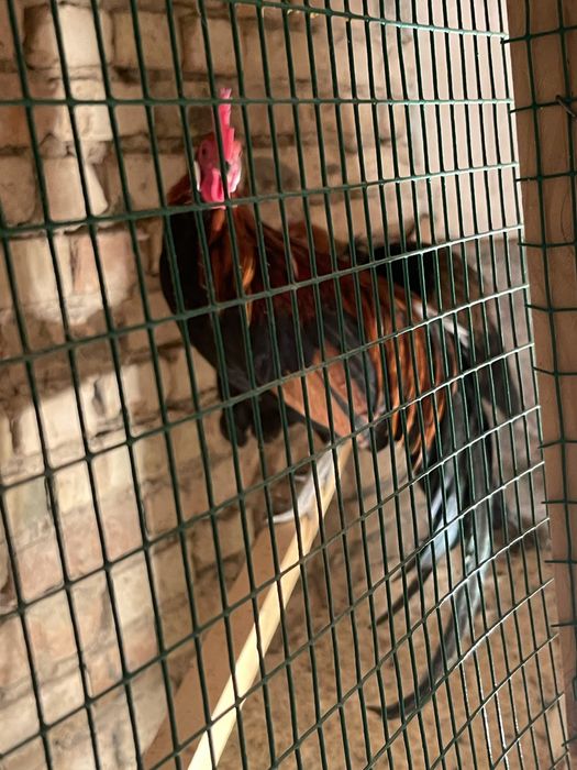 Yapon tovuq tuxumi sotiladi