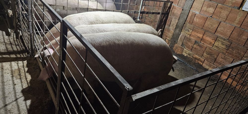 Големи кастрирани прасета