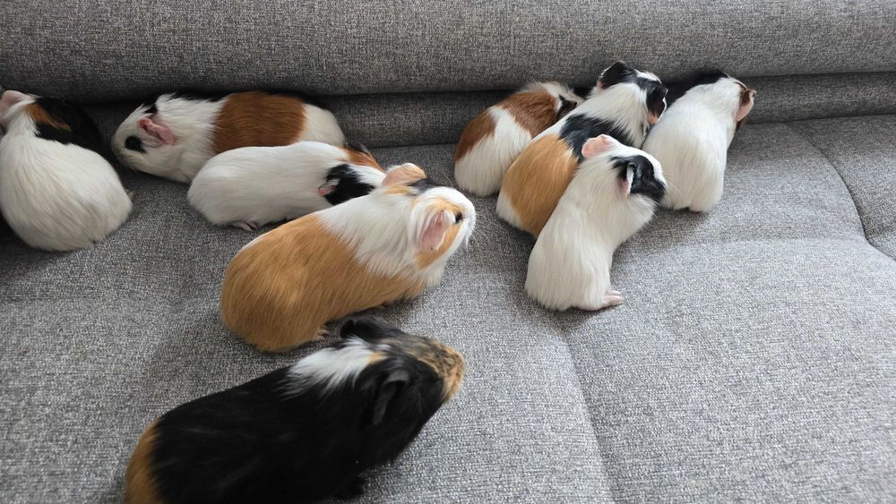 Pui de porcusori de Guineea!